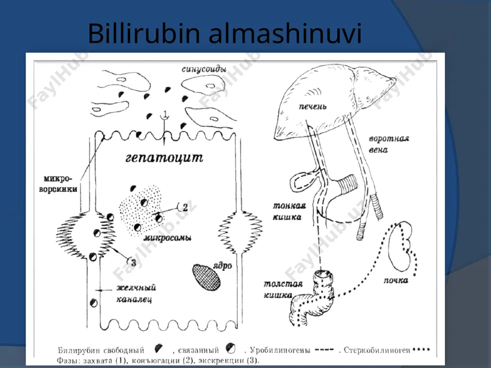 iokimyoviy tekshirish natijalari (fermentli testlar, pigment almashinuvi ilgari va oxirgi vaqtlardagi ko`rsatkichlari, oqsil sinamalari); ilgari va oxirgi vaqtlarda siydikning to`qlashganligi, najasning oqarganli; milk, burun qonashi, menstrual qon ketishlar, qon bilan qusish, najasda qonning paydo bo`lishi; ilgari va oxirgi yillarda kishilarda takroriy kasallikning qo`zishi kuzatilganligi, ularning klinik tavsifi; hayot davomida hbvning spetsifik markyorlarini aniqlash natijalari (faqatgina bemorda emas, balki yaqin qarindoshlarida ham). jigarning birlamchi biliar sirrozining tashxisot mezonlari asosan o`rta yoshli va qari ayollar og’riydi; nasliy moyillik; teri qichishi sariqlikdan oldin paydo bo`ladi (2- 3 oy.); uzoq vaqt sariqlik kam bo`ladi, keyingi bosqichlarida yaqqol bo`ladi; to`q jigar pigmentatsiya, ko`rak sohasidan boshlanadi, keyinchalik teri quruqlashadi; ksantelazmalar; tomir "yulduzchalari" yo`q; boshlang’ich bosqichida gepatomegaliya sust, keyinchalik tez rivojlanadi; o`ng qovurg’a sohasida og’riq; doimiy bo`lmagan splenomegaliya; artralgiya, mialgiya; isitma; sistemali kasallik belgilari; portal gipertenziya belgilari kechki bosqichda; shegren sindromi rivojlanishi (quruq keratokon`yunktivit, ko`z yosh ajralishining kamayishi, retsidivlovchi sialoadenit); ishqoriy fosfataza va gamma glutamaltranspeptidaza miqdorining keskin …