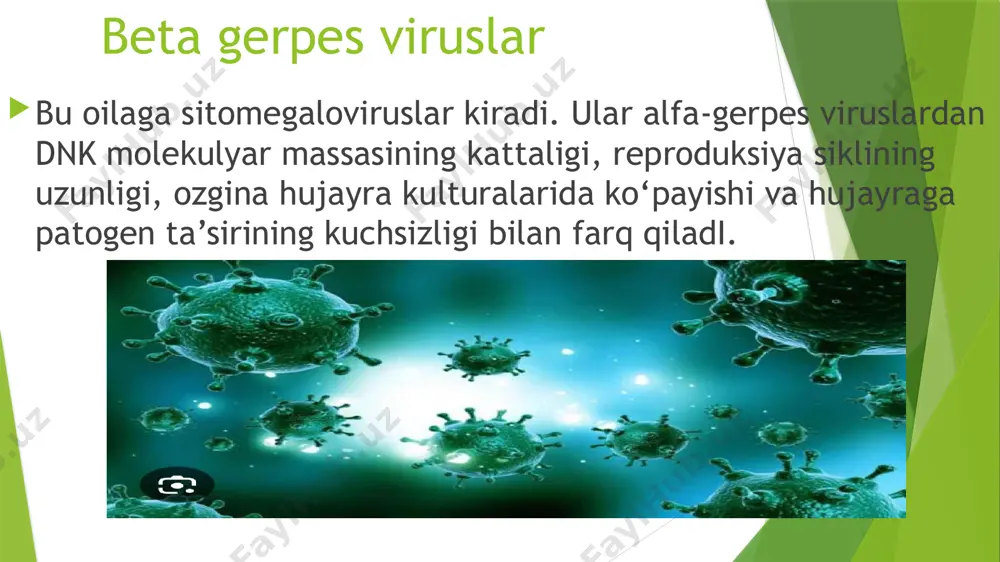 ringeal karsinomani qo‘zg‘atadi. odatda yuqumli mononukleoz, asosan, bolalar va o‘smirlarda uchraydi. bemorning harorati ko‘tariladi, limfa tugunlari va taloq kattalashadi, qondagi monotsit va limfotsitlar miqdori oshadi. virus halqumdan ajraladigan suyuqlik va so‘lakda bo‘ladi, ular, asosan, v-limfotsitlarda ko‘payadi. bemor sog‘ayganidan so‘ng maxsus t-killerlar paydo bo‘lib, ular tarkibida virus bo‘lgan v-hujayralarni o‘ldiradi. tabiiy killerdan k-limfotsitlar ham faollashadi va zararlangan hujayralarni yo‘qotishda qatnashadi. xotira t-hujayralari organizmda umrning oxirigacha aylanib yuradi. qondagi virusni neytrallovchi antitelolar ham uzoq vaqt saqlanadi va v-hujayraga yangi viruslarning kirishiga yo‘l qo‘ymaydi. o‘sma hujayralarining tarkibida ko‘p miqdorda birikkan virus genomi bo‘ladi. yadrolarda esa ebna antigeni topiladi. bemor sog‘ayganidan so‘ng qonida kapsid antigeniga qarshi avval igm, so‘ngra igg sinfiantitelolari hosil bo‘ladi. keyinroq membrana va yadro antigenlariga qarshi antitelolar ishlab chiqariladi. hosil bo‘lgan immunitet odam umrining oxirigacha saqlanib qoladi. virus dnk sini o‘sma hujayralarida topish uchun molekulyar gibridizatsiya va psr usullaridan foydalaniladi. e'tiboringiz uchun raxmat image1.jpeg image2.jpeg image3.jpeg /docprops/thumbnail.jpeg