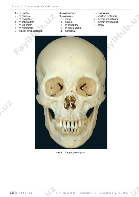 _______________ © «osteologiya» – pivchenko p. g., xolamov a. i. , 2013 g . 127 | s t r a n i ts a vid sverxu  vertikalnaya norma, norma verticalis pri rassmotrenii cherepa v etoy norme viden svod cherepa, calvaria cranii, kotoriy obrazovan cheshuey lobnoy i zatilochnoy kostey, temennimi kostyami i cheshuey visochnix kostey, chastyu bolshix kri- lev klinovidnix kostey. na svode cherepa vidni:  lobniy (metopicheskiy) shov, sutura frontalis (metopica);  venechniy shov, sutura coronalis;  sagittalniy shov, sutura sagittalis;  lyambdovidniy shov, sutura lambdoidea;  cheshuychatiy shov, sutura squamosa;  temennoe otverstie, foramen parietale. na vnutrenney poverxnosti svoda cherepa vidni:  sagittalniy shov, sutura sagittalis;  venechniy shov, sutura coronalis;  lyambdovidniy shov, sutura lambdoidea;  borozda verxnego sagittalnogo sinusa, sulcus sinus sagittalis superioris;  granulyarnie (zernistie) yamochki, foveolae granulares;  borozdi arteriy, sulci arteriosi;  paltsevie vdavleniya, impressiones digitatae. ris. 2.12.3. vertikalnaya norma cherepa (vid snaruji). …