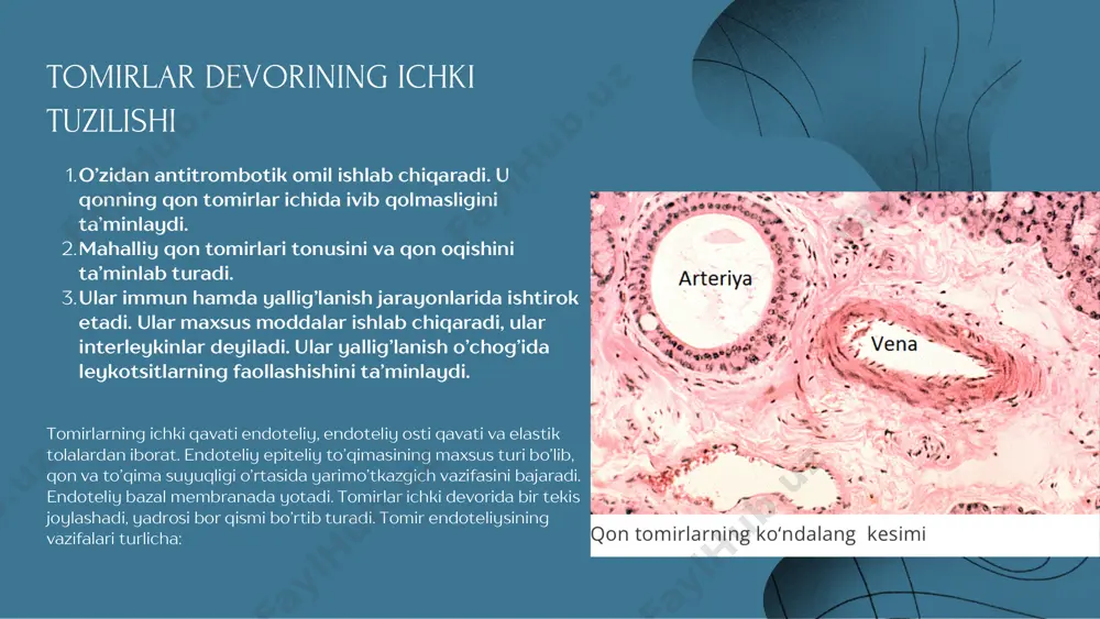 ’yorida ushlab turishda katta ahamiyatga ega. ular tufayli qon a’zolarga keraklicha yetkaziladi. a- uzluksiz; b- fenestrlangan; c- sinusoid. endotelin tananing bir qancha qismida joylashgan retseptorlarga taʼsir koʻrsatuvchi peptid tabiatli aktiv modda[1][2][3]. endotelin qon tomirlarini toraytiradi va qon bosimini oshiradi. endotelinlar odatda bir qancha mexanizmlar yordamida muvozanatda saqlanadi, ammo haddan tashqari koʻpayib ketadigan boʻlsa, yuqori qon bosimi (gipertenziya), yurak kasalliklari va boshqa kasalliklarga sababchi boʻladi[1][4]. endotelinlar 21 aminokislotadan iborat vazokonstriktor peptidlari boʻlib, asosan endoteliy hujayralarida hosil boʻladi va qon tomir gomeostazida muhim modda hisoblanadi. endotelinlar yurak, oʻpka, buyraklar va miyani qon bilan taʼminlovchi qon tomirlar kasalliklariga sababchi boʻlishi mumkin[5][6]. 2018-yildan boshlab, endotelinlarning bir nechta organlar tizimidagi vazifalarini aniqlash uchun keng qamrovli ilmiy va klinik tadqiqotlar olib borilmoqda[1][7][8][9]. endoteliy topografiyasi https://uz.m.wikipedia.org/wiki/retseptorlar https://uz.m.wikipedia.org/wiki/endotelin#cite_note-:0-1 https://uz.m.wikipedia.org/wiki/endotelin#cite_note-:1-2 https://uz.m.wikipedia.org/wiki/endotelin#cite_note-3 https://uz.m.wikipedia.org/wiki/qon_tomirlari https://uz.m.wikipedia.org/wiki/qon_tomirlari https://uz.m.wikipedia.org/wiki/qon_bosimi https://uz.m.wikipedia.org/wiki/gipertenziya https://uz.m.wikipedia.org/wiki/endotelin#cite_note-:0-1 https://uz.m.wikipedia.org/wiki/endotelin#cite_note-4 https://uz.m.wikipedia.org/wiki/aminokislotalar https://uz.m.wikipedia.org/wiki/endoteliy https://uz.m.wikipedia.org/wiki/gomeostaz https://uz.m.wikipedia.org/wiki/yurak https://uz.m.wikipedia.org/wiki/o%ca%bbpka https://uz.m.wikipedia.org/wiki/buyrak https://uz.m.wikipedia.org/wiki/miya https://uz.m.wikipedia.org/wiki/endotelin#cite_note-5 https://uz.m.wikipedia.org/wiki/endotelin#cite_note-6 https://uz.m.wikipedia.org/wiki/endotelin#cite_note-:0-