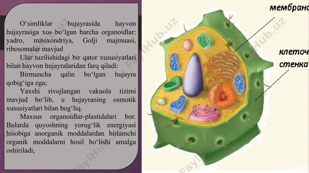 azarov b.o. safarov k.s. o‘simliklar fiziologiyasidan amaliy mashg‘ulotlar (o‘quv qo‘llanma.) toshkent “universiteti” 2004 y. e’tiboringiz uchun rahmat!!!