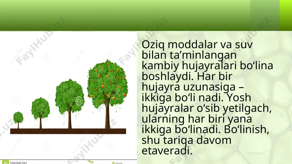 poyaning eniga o'sishi. 5 - sinf - Page 3