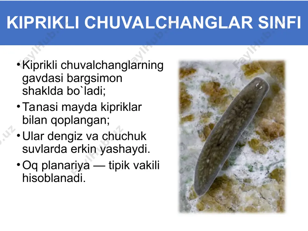 yassi chuvalchanglar tipi - Page 4