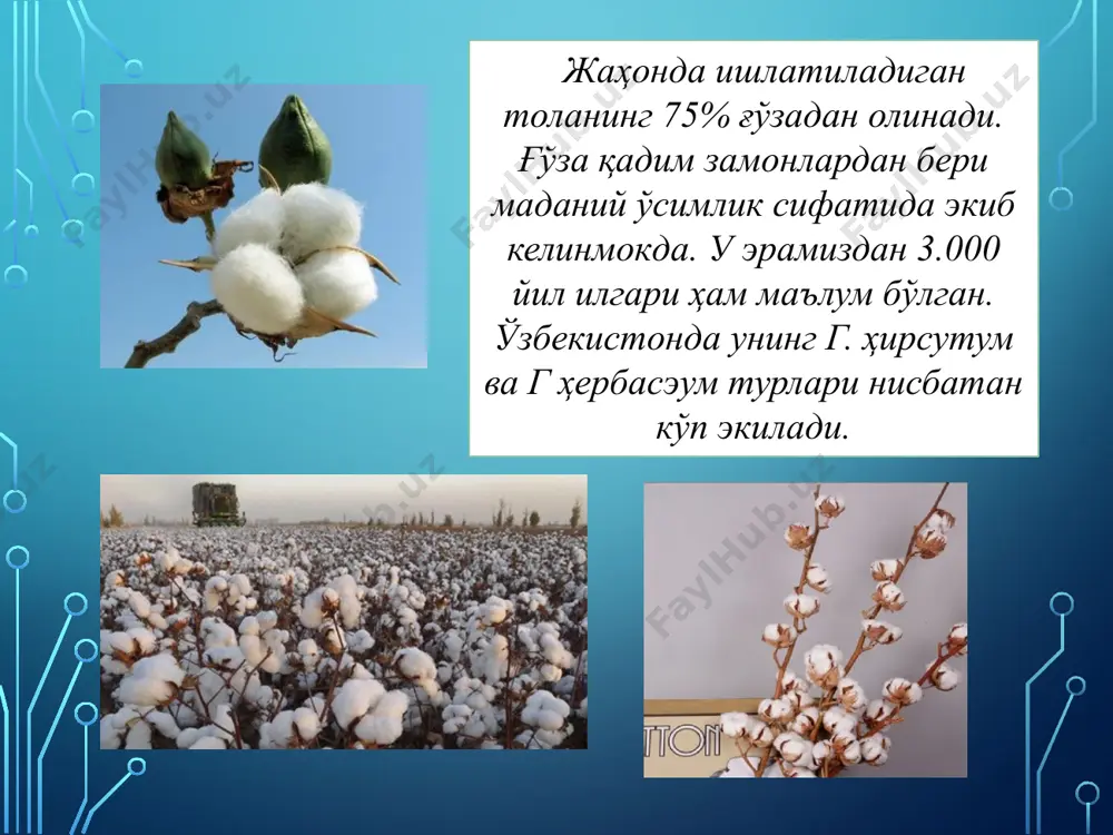 гулхайригуллилар қабиласи малвалес - Page 5