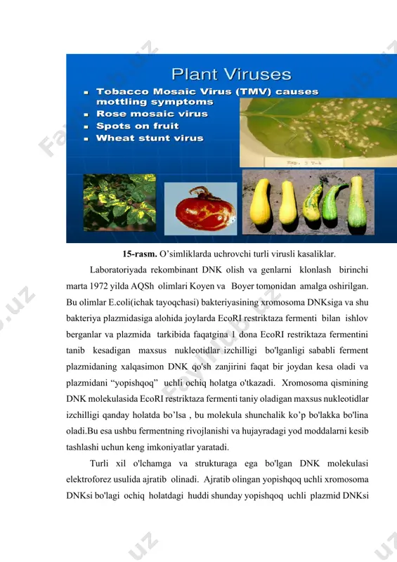 ar. laboratoriyada rekombinant dnk olish va genlarni klonlash birinchi marta 1972 yilda aqsh olimlari koyen va boyer tomonidan amalga oshirilgan. bu olimlar e.coli(ichak tayoqchasi) bakteriyasining xromosoma dnksiga va shu bakteriya plazmidasiga alohida joylarda ecori restriktaza fermenti bilan ishlov berganlar va plazmida tarkibida faqatgina 1 dona ecori restriktaza fermentini tanib kesadigan maxsus nukleotidlar izchilligi bo'lganligi sababli ferment plazmidaning xalqasimon dnk qo'sh zanjirini faqat bir joydan kesa oladi va plazmidani “yopishqoq” uchli ochiq holatga o'tkazadi. xromosoma qismining dnk molekulasida ecori restriktaza fermenti taniy oladigan maxsus nukleotidlar izchilligi qanday holatda bo’lsa , bu molekula shunchalik ko’p bo'lakka bo'lina oladi.bu esa ushbu fermentning rivojlanishi va hujayradagi yod moddalarni kesib tashlashi uchun keng imkoniyatlar yaratadi. turli xil o'lchamga va strukturaga ega bo'lgan dnk molekulasi elektroforez usulida ajratib olinadi. ajratib olingan yopishqoq uchli xromosoma dnksi bo'lagi ochiq holatdagi huddi shunday yopishqoq uchli plazmid dnksi bilan aralashtirilgan holda ligaza fermenti yordamida ulanadi. natijada plazmid tarkibiga xromosoma dnk …