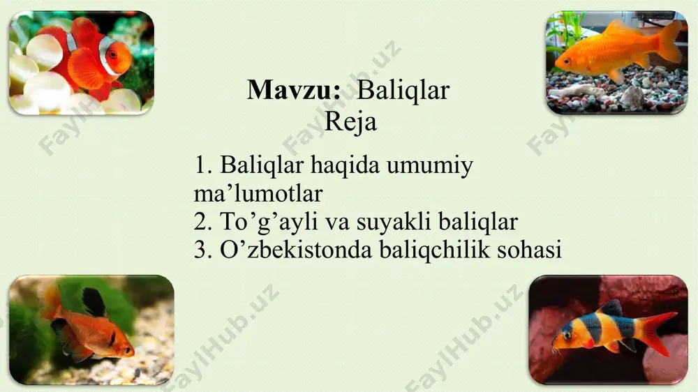 "baliqlar sinfi" - Page 3