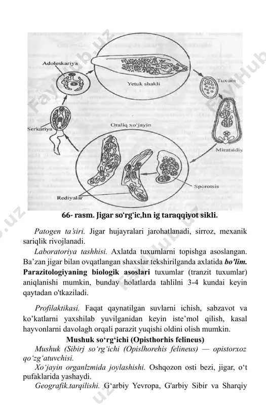 lar (oraliq xo'jayinlariiing invazion bosqichi) molluskalardan chiqib baliqlarga o‘tadi va metal serkariyalarga (asosiy xo‘jayin uchun invazion bosqich) aylanadi. odamga yaxshi pishirilmagan, yaxshi qovurilmagan, yaxshi tuzlanmagan, yoki. yaxshi dudlanmagan baliq iste’mol qilinganda yuqadi. opistorxoz labiiy-manbali kasallik. patogen ta’siri. jigar va boshqa ichki a’zolari faoliyati buzilishi natijasida o’limga ham sabab bo'hivchi og‘ir parazitar kasallikdir. laboratoriya ta,shhisi. axlatda yoki 12 barmoqli ichak suyuq- ligida parazitning tuxumlarini topishga asoslangan. profilaktikasi. shaxsiy profilaktika - xom, yaxshi pishirmagan, qovurilmagan kam tuzlangan, yaxshi dudlanmagan baliqlarni iste’mol qilishdan saqlanish, jamoat profilaktikasi — sanitariya-oqartuv ishlari, suv havzalarini axlatlar bilan ifloslanishiga yo‘l qo’ymaslik choralari orqali amalga oshiriladi. metatserkariya ikkinchi oraliq xo‘jayin tuxum birinchi oraliq xo‘jayin miratsiy lichinkasi: sporotsisda nvojlanayotgani 67- rasm. mushuk so‘rg‘ichining taraqqiyot sikli. shistosomalar — qon so‘rg'ichlari shistosomozlarning qo‘zg‘ atuvchilari hisoblanadi. xo‘jayin organizmida joylashishi. shistomomalar (shistosoma haematobium, shistosoma mansoni, shistosoma japonicum ) qon tomirlarida parazitlik qiladi. geografik tarqalishi. tropik va subtropik iqlimli mamlakatlarda (afrika, osiyo, janubiy amerika) keng …