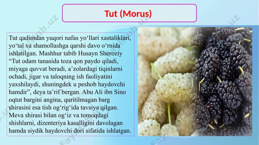 tutdoshlar oilasi va ularning dorivorlik xususiyatlari - Page 5
