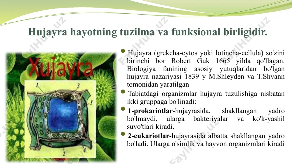 tutashgan bo'ladi. ga plazmolemmi va hujayra kobig'ini shakllanishida ishtirok etadi. shuningdek ga, vezakulalari tufayli hujayralarda sekretorlik ya'ni shilimshiqsimon-suyuq moddalarni chiqarib tashlashda ham qatnashdi. golji apparatining diktiosomalarida gliko- proteinlar va gliko-lipidlar shakllanadi. ribosomalar. bular ribonukleoproteidli zarrachalar bo'lib, membranasi bo'lmaydi, rnk va oqsillardan tashkil topgan. har bir hujayrada bir necha o'n minglab ribosoma uchraydi. ribosomalarning har biri ikkita nukleoproteiddan iborat bo'lib diametri 20-30 nm. ular katta va kichik bo'lakchalardan tuzilgan, bo'lib kattasining diametri odatda 12-15 nm, kichigi esa 8-12 nm atrofida bo'ladi. u yadrochada sintezlanadi va sitoplazmaga tushib mrnk molekulasida yig'iladi. ular sitoplazmada erkin holatda yoki endoplazmatik to'r membranasiga ayrim hollarda yadro membranasiga yopishgan holatda hamda polisomalar holatida bo'lishi mumkin. mitoxondriyalar mitoxondriyalar ham xuddi xloroplastlarga o'xshash yadro membranalaridan uzilib chiqqan pufakcha-initsial tanalardan hosil bo'ladi. mitoxondriyalar ham qo'sh membranali organoiddir . ularda aerob nafas olish, oksidlanishli fosforirlanish sistemasi mavjudligi sababli hujayradagi asosiy energetik jarayonlar va atf sintezi shu organoidda boradi. peroksisoma va glioksisomalar …