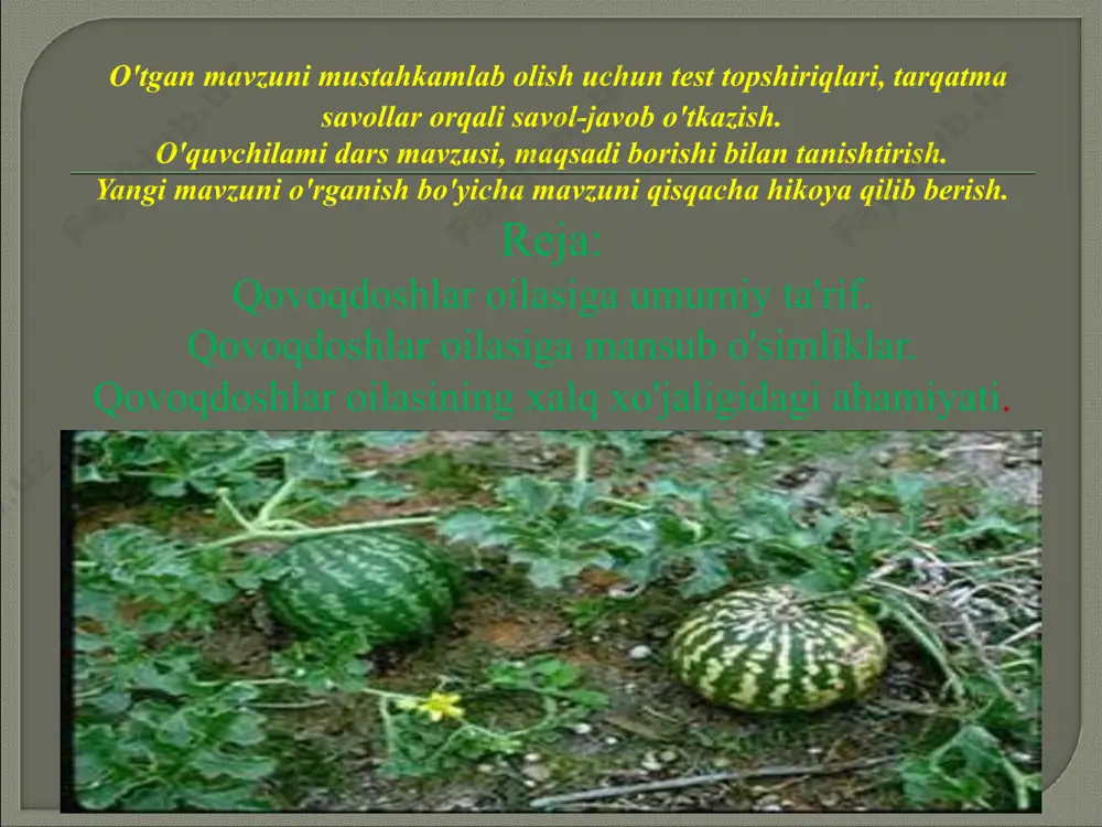 , tarvuzlar hamda bodring, turli- tuman shakildagi idish – qovoqlar, qozonyuvg’ichlar ham qovoqdoshlar oilasiga kiradi. ulardan turli maqsadlarda foydalaniladi. www.aim.uz www.aim.uz 1- kichik guruh topshiriqlari: 1) qovoqdoshlar oilasiga umumiy ta'rif berib, ularning hayotiy shakllari va barg hamda ildiz tizimi bo'yicha ma'lumot to'plang. 2) tarvuz va qovunning tuzilishi, foydali tomonlari, hayotiy shakllari haqida qo'shimcha adabiyotlardan foydalanib, kichik hikoya tuzing. 2- kichik guruh topshiriqlari: 1) qovoqdoshlar oilasiga mansub o'simliklar haqida birma-bir ma'lumotlar bering. 2) qozonyuvgich va qovoq o'simliklari haqida qo'shimcha ma’lumotlar bering hamda bu o'simliklarni ko'rsatib, ular haqida topishmoq yoki sh'er tayyorlang. 3- guruh topshiriqlari: 1) qovoqdoshlarning xalq xo'jaligidagi ahamiyati haqida ma'lumotlar to'plang. www.aim.uz www.aim.uz 2) bodring va handalak o'simliklari haqida krossvord yoki rebus tayyorlab, doskada bajaring. har bir kichik guruh topshiriqlarni mustaqil ishlab, ma'ruzalar tayyorlaydi va uni ko'rgazmali materiallar asosida bayon etadi. kichik guruhlarning ma’ruzalari tinglanib bo'lgandan so'ng, шаг o'rtasida savol-javob, o'quv munozarasi tashkil etiladi. har bir kichik guruh qo'lga kiritgan …