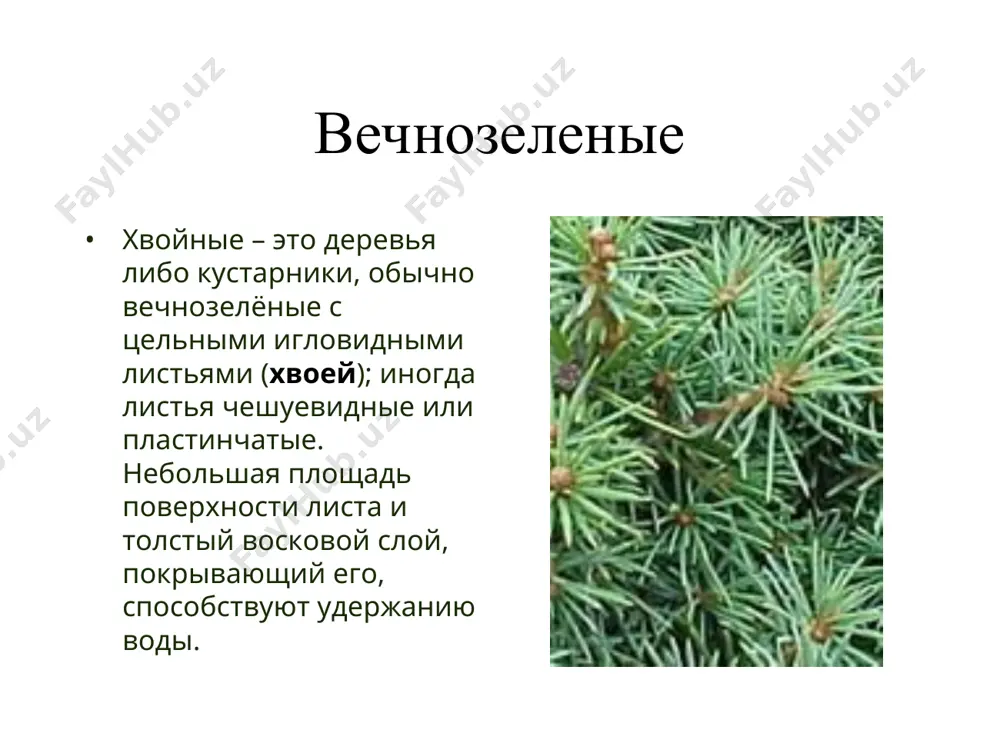 хвойные растения - Page 3