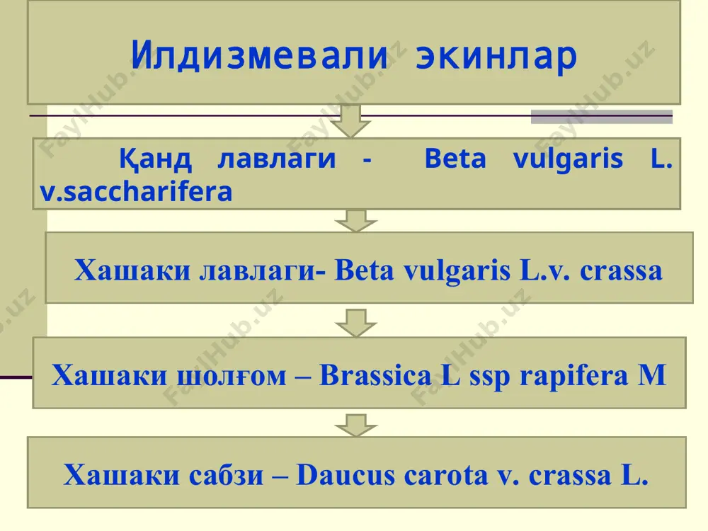 ораларига тракторда ва қўлда ишлов берилади. май ойининг охирида июннинг бошларида биринчи марта озиқлантирилади. иккинчи марта биринчи ўсиш сувидани олдин озиқлантирилади. ўсимликлар, айниқса, июл ва август ойларининг бошида сувга кўп талабчан бўлади. бу даврларда экинларни ҳар 7-10 кун, кейинроқ эса 15-20 кун, сентябр ва октябр ойларида 1 маротабадан суғорилади. ўғитлаш тартиби. қанд лавлаги калий ва азот ўғитларига кўпроқ, фосфорга эса камроқ талабчан ўсимлик. 90 р, 60 к ва 20-40 т/га чириган гўнг ерни ҳайдашдан олдин солинади. азотли ўғитлар учга бўлиб берилади: n20 - экиш билан бир вақтда, n90 - биринчи сувдан, n90 - иккинчи сувдан олдин берилади. ўсимликларни азот ўғити билан озиқлан-тириш июл ойининг бошларида тугалланиши зарур, чунки азот билан озиқлантириш кечик-тирилса, пояси тез ривожланиб, илдизмеваси таркибидаги қанд моддаси камайиб, қишда сақланиш ёмонлашади. ҳосилни йиғиш ва сақлаш. ҳосилни йиғиштиришдан олдин (октябр охири - ноябр бошларида) баргни кир 1,5 ёрдамида ўриб олиш, илдизмевасини мтз 80 ёки мтз 60 тракторларига ўрнатилган махсус …