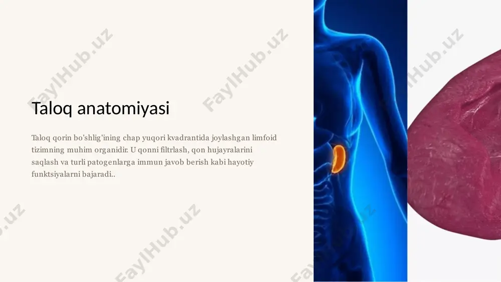 hlig'i ultratovush tekshiruvi va kerak bo'lganda kompyuter tomografiyasi kiradi. bemorga splenektomiyadan keyingi asoratlar xavfini kamaytirish uchun pnevmokokk, meningokokk va haemophilus influenzae infektsiyalariga qarshi emlash kursi buyurilishi mumkin. jarrohlik paytida qon ketishining oldini olish uchun barcha antikoagulyant dori-darmonlarni to'xtatish ham muhimdir. 5 splenektomiyaning jarrohlik usullari ochiq splenektomiya qorin bo'shlig'idagi kesma orqali butun taloq olib tashlanadigan an'anaviy jarrohlik usuli. bu behushlik va bemorni kasalxonaga yotqizishni talab qiladigan to'liq huquqli operatsiya. laparoskopik splenektomiya maxsus asboblar yordamida qorin devoridagi kichik teshiklar orqali taloq olib tashlanadigan minimal invaziv protsedura. laparoskopiyadan keyin reabilitatsiya tezroq. qisman splenektomiya ba'zida shifokorlar taloqning faqat bir qismini olib tashlashga, uning funksionalligini saqlab qolishga murojaat qilishadi. bu muhim organning to'liq ishdan chiqishini oldini olishga yordam beradi. taloq embolizatsiyasi muqobil usul, bunda taloqning tomirlari maxsus materiallar bilan bloklanadi, bu esa jarrohlik aralashuvisiz asta-sekin o'limga olib keladi. 6 operatsiyadan keyingi davr 1 operatsiyadan keyin darhol bemor intensiv terapiya bo'limida shifokorlar nazorati ostida qolmoqda. hayotiy …