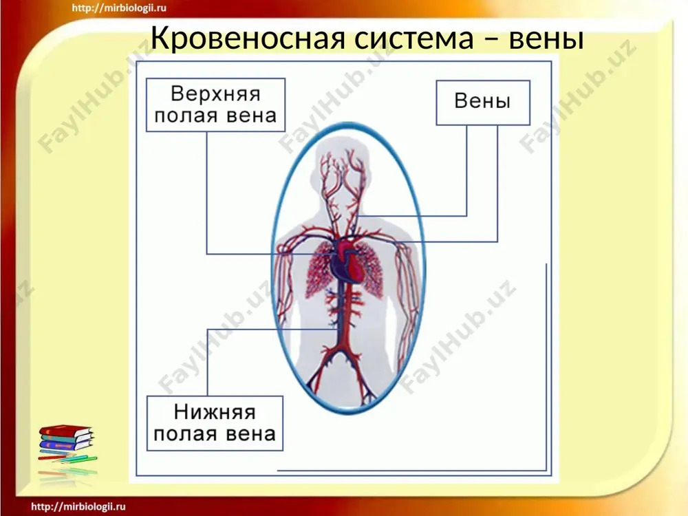 krovenosnaya sistema - Page 4