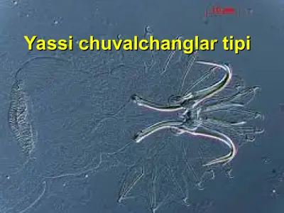 yassi chuvalchanglar tipi — ZIP