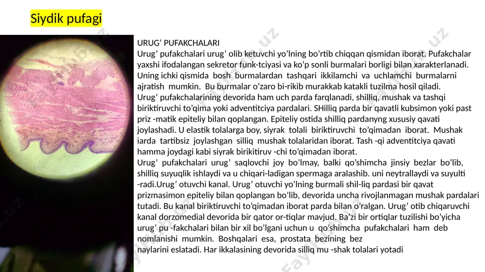 lan bog’liq bo’l-gan destruktiv va regenerator tciklik o’zgarishlarni kechiradi va faqatgina, ikkita menstrual davrlar oralig’ida u tinch holatda bo’ladi, bu davr interval yoki tinchlik davri deyiladi.bachadon shilliq pardasi tinchlik davrida burmalar hosil qilmasdan, ostidagi mushak pardaga yopishib yotadi. bu davrda en-dometriyning qalinligi 1-2 mm gacha bo’ladi va u bir qavatli hilpillovchi, tcilindrsimon epiteliy bilan qoplangan bo’ladi. bachadon tanasining yuzasi tekis bo’lib, bo’yin qismida burma-lar mavjud. bo’yin qismida epiteliy hujayralari baland (30-60 mkm), tana qismida esa nisbatan nasgdir qiprikli hujayralar orasida shilliq xarakteriga ega bo’lgan bez hujayralari joylashadi. bunday hujayralar bachadonning bo’yin qismida ko’p bo’ladi. ajralayotgan sekret bachadonning bo’y -in qismida to’planib, kuchsiz to’sqinlik qiluvchi to’siq hosil qi-ladi. bu bilan bir vaqtda bachadonning tana va tub qismidagi bezlarning sekreti kuchsiz ishqoriy sharoitga ega bo’lib, bu erga tushgan spermatozoidlarning aktiv harakati uchun qulaylik yara -tib beradi. epiteliy ostida hujayra elementlariga mo’l bo’lgan siyrak tolali shakllanmagan biriktiruvchi to’qimadan iborat qalin xususiy qavat joylashadi. …