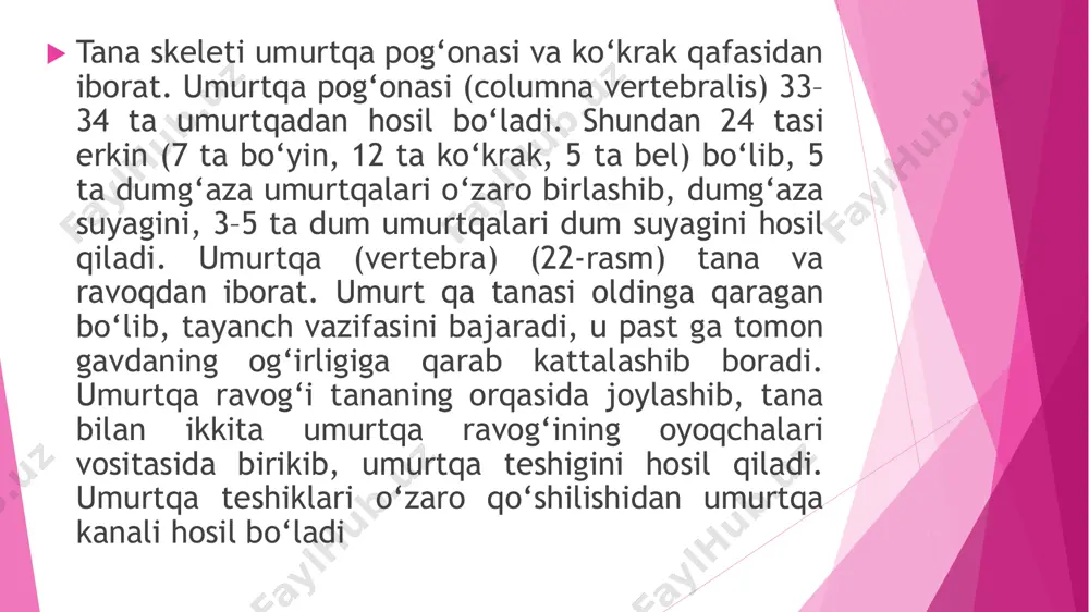 ga tish hosil qilib birikib ketadi. natijada uning tanasi o‘rnida atlantning oldingi ravog‘i hosil bo‘ladi va umurtqa teshigi kengayadi. oldingi ravoqning old yuzasida oldingi do‘mboqcha, ichki tomonida ii umurtqa tishi uchun tish chuqurchasi bor. orqa ra voqning orqa yuzasida orqa do‘m boq cha bo‘lib, uning oldingi va orqa ravoq lari o‘zaro yon massalar vositasida birikadi.  ii bo‘yin umurtqasi, o‘qli umurt - qa (axis) (26-, 27-rasm) bosh - qa umurt qalardan tanasining ust ki yuza sida joylashgan tishi bor ligi bilan farq qiladi. tish silindr shak lida bo‘lib tish uchi bor. i va ii bo‘yin umurtqalari o‘zaro birlash ganida, tish atlantni kalla suyagi bilan birga o‘ngga va chapga aylanuvchi o‘q vazifasini bajaradi. tishning oldingi bo‘g‘im yuza si i bo‘yin umurtqasi bilan, orqa bo‘g‘im yuzasi atlantning ko‘ndalang boylami bilan bo‘g‘im hosil qiladi. tish ning yon tomonlarida atlant bilan birlashuvchi yuqo rigi bo‘g‘im yuzasi bor  ko‘krak umurtqalarining (vertebrae thoracicae) tanasi (tepadan …