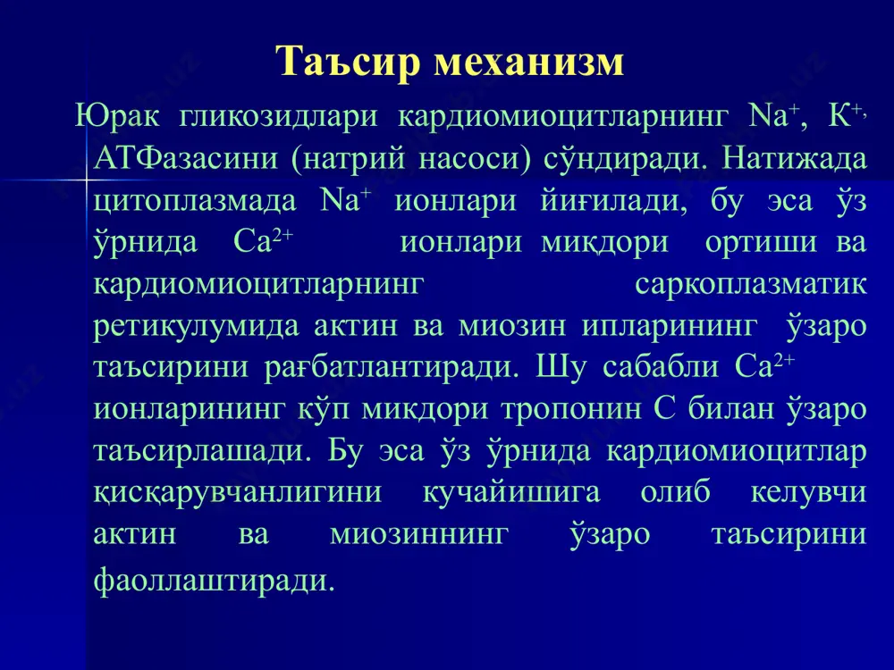 дреномиметиклар: дофамин дофамин альфа-,бета- ва дофамин –рецепторларни рағбатлантиради. кичик дозаларда (0,5-2 мкг/мин) қўлланганда препарат асосан дофамин рецепторларни қўзғатади, бу буйрак ва ичак тоитрларини кенгайишига олиб келади; 2-10 мкг/мин дозада юракнинг β1-адренорецептор-ларни ҳам рағбатлантиради ва миокард қисқарувчан –лиги, систолик ҳамда пульсли босимни оширади. 10 мкг/мин дан юқори дозаларда альфа-адренорецеп-торларни ҳам қўзғатади, натижада переферик қон-томирлар қаршилигиги ҳажми ва артериал босим ортади, буйрак томирлари тораяди, сюе беморларида юрак зарб хажми камаяди. препарат в/ига томчилаб юборилади. препарат одатда 0,5-1 мкг/мин тезликда юборилади, зарур ҳолларда дозани ҳар мин оширилади. “тўхтатиш” синдроми ривожланмаслиги учун домапин юборилиши секин-аста тўхтатилади. глюкагон глюкагон - меъда ости бези альфа ҳужайрасининг гормони. миокардга махсус глюкагонли рецепторлар орқали кардиорағбатлантирувчи таъсир кўрсатиди, юрак ва зарб индекси, юракнинг минутли ҳажмини ошириб, умумий переферик қон томирлар қаршилигини камайтиради. қондаги адреналин ва норадреналин миқдорини камайтиради, юракнинг барча бўлакларида импульс ўтказилишини яхшилайди, диурезни оширади. глюкагон юрак гликозидларига қараганда кучсиз, аммо бирга қўллаганда уларнинг ножўя таъсирини бартараф қила …