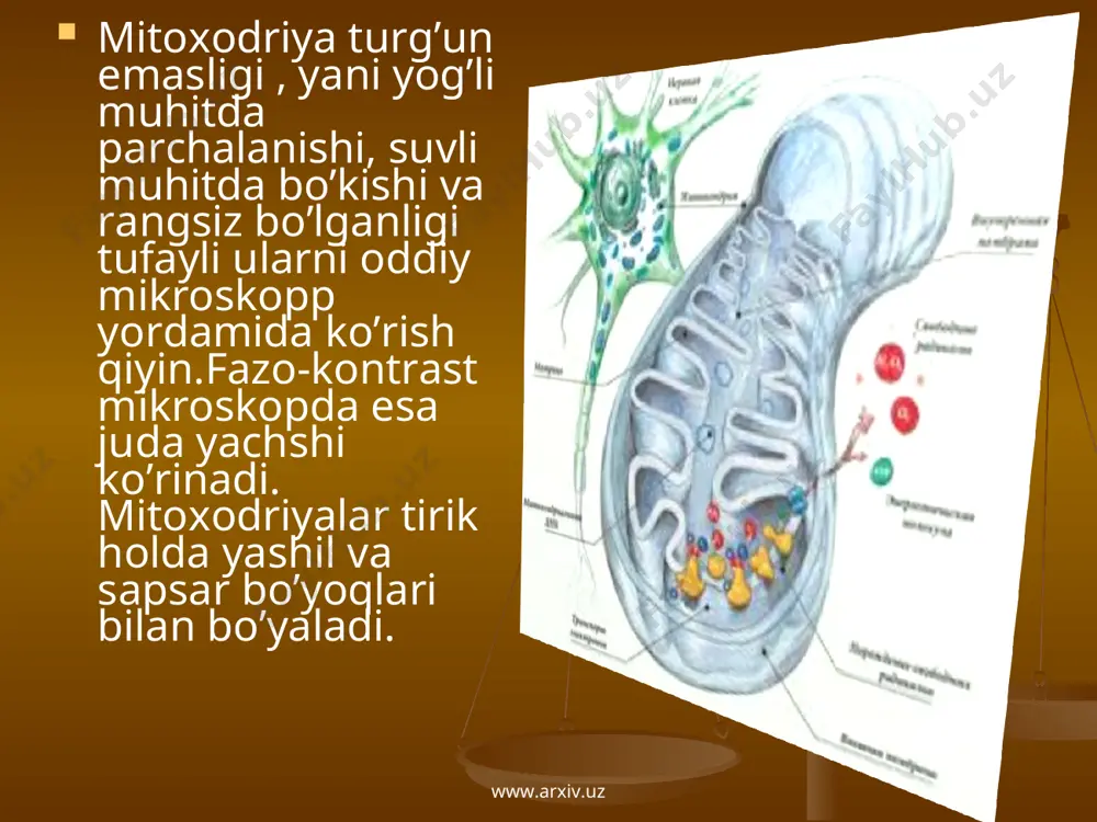 mitoxodriya va plastidalarning avtonomligi - Page 5