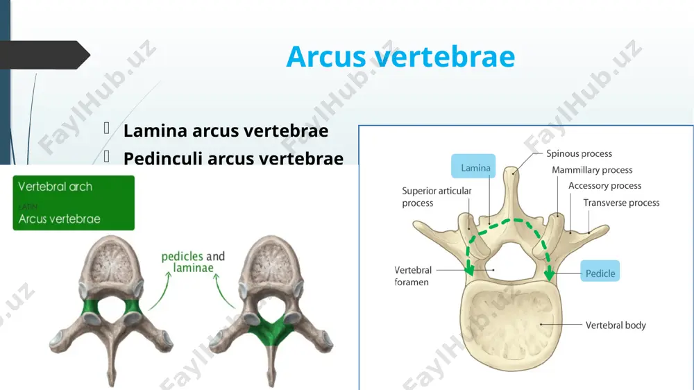 qalari (vertebrae lumbales) tanasi yirik va loviya shaklida bo’g’im o’siqlari sagittal yuzada joylashgan bo’lib, yuqorigi bo’g’im o’sig’inng bo’g’im yuzasi medial tomonga, pastki bo’g’im o’simtasining bo’g’im yuzasi esa lateral tomonga qarab joylashgan. ko’ndalang o’siqlari esa frontal yuzada joylashgan. o’tkir o’sig’i kalta, silliq va pastga yo’nalgan bo’lib, umurtqa tanasi bilan deyarli bir “uroven” da joylashadi. umurtqa tanasi loviyasimon shaklda bo’g’im o’siqlari - sagittal yuzada joylashgan. yuqorigi bo’g’im o’siqlarining bo’g’im yuzalari medial tomonga, pastki bo’g’im o’siqlarining bo’g’im yuzalari esa tashqari (lateral) tomonga qarab joylashadi dumg’aza suyagi quyidagi asosiy qismlardan tashkil topgan: dumg’aza suyagining asos qismi (basis ossis sacri) dumg’aza suyagining uchki qismi (apex ossis sacri) dumg’aza suyagining ikki yon qismi (pars lateralis) quyidagi yuzalari farqlanadi: chanoq yuzasi (facies pelvica) orqa yuzasi (facies dorsalis) basis apex pars lateralis facies pelvica – silliq va botiq facies dorsalis – g’adir budur va orqa tomonga do’m hosil qiladi basis ossis sacri promontorium processus articularis superior – 5- …