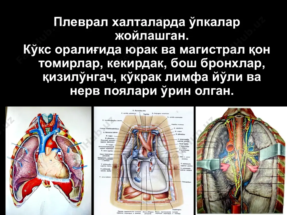 рвонсимон торакопластика. бешта қовурға резекцияси билан амалга ошириладиган типик чўққи торакопластикаси: 1. куракни айланиб ўтувчи кесим орқали юқориги қовурғаларнинг орқа қисмлари очилади ва v, iv, iii, ii ҳамда i қовурғалар суяк усти пардаси кесилади; 2. эмпиема устида унинг ҳажмига мос равишда керакли қовурғалар резекция қилинади; 3. ушбу соҳадаги юмшоқ тўқималар кетма-кет келувчи чизиқлар кўринишида кесилади. кавернотомия: ўпканинг пастки бўлаклари катта абсцессида (беморнинг оҳир аҳволи ва ўпка резекциясига қарши кўрсатма бўлганда). а в с д ўпкалардаги операциялар: а) ўпка сегментлари; б) ўнг ва чап ўпка илдизлари; торакотомия турлари 1) орқа-ён кесими; 2) олдинги-ён кесими. 3) қўлтиқ ости кесими; 4) қовурғалараро оралиқ бўйича олдинги кесим; 5) ўрта стернотомия; 6) кўндаланг стернотомия; 7) торакотомия + кўндаланг лапаротомия; 8) торакотомия + чап томонлама парамедиан (ёки трансректал) лапаротомия. кекирдак ва бронхлар пластикаси ўпкадаги операциялар сегментэктомия, лобэктомия сегментэктомия лобэктомия пневмонэктомия: ўпка артерияси ва ўпка венаси ажратилади, ва боғланади; пастки ўпка венаси ажратилади ва боғланади. бош бронх …