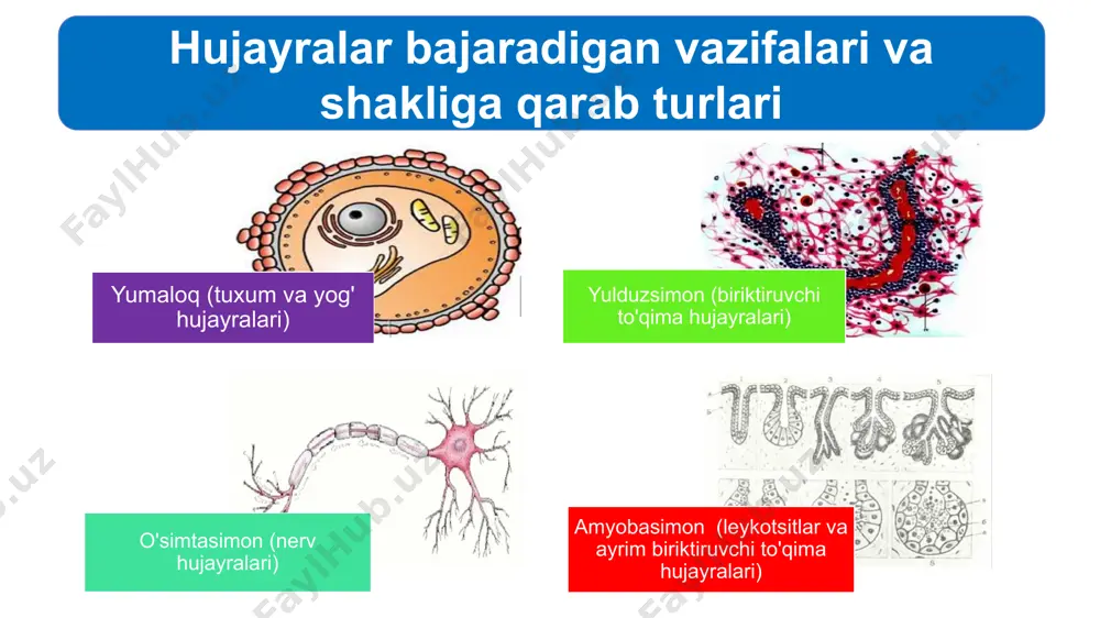 ati tanlab o‘tkazish, ya’ni yarim o‘tkazuvchanlikdir. plazmatik membrana faqat ayrim molekulalar yoki ionlarni hujayra ichiga o‘tkazibgina qolmay, balki yirik molekulalar yoki ular yig‘indisidan hosil bo‘lgan yirik zarrachalarni ham o‘tkazish xususiyatiga ega. bu xususiyat o‘z navbatida ikkiga: fagositoz va pinositozga ajratiladi. organik moddalar, masalan oqsillar, polisaxaridlar va qattiq zarrachalar hujayra ichiga fagositoz yo'li bilan o'tadi (yunoncha “fageo” - yemoq, hazm qilmoq degan so'zlardan olin- gan). fagositozda plazmatik membrana bevosita ishtirok etadi. hujayra membranasining yuza qismiga biror qattiq zarracha tushsa o'sha joyda membrana botiq (chuqurcha) hosil qilib, zarrachani o'rab qoladi. membrana bilan o'ralgan holda bu zarracha hujayra ichiga o'tadi. fagositoz. hujayrada hazm qilish vakuolasi hosil bo'ladi va hujayraga o'tgan organik modda hazm bo'ladi. fagositoz hayvonot olamida keng tarqalgan. misol uchun, amyoba fagositoz yo'li bilan oziqlanadi. leykotsitlar ham fagositoz xususiyatiga ega. o'simliklar, bakteriyalar va ko'k-yashil suvo'tlari hujayralarining devori zich va qalin bo'lgani uchun fagositozga qarshilik qiladi. shu sababli ularda fagositoz amalga oshmaydi. har …