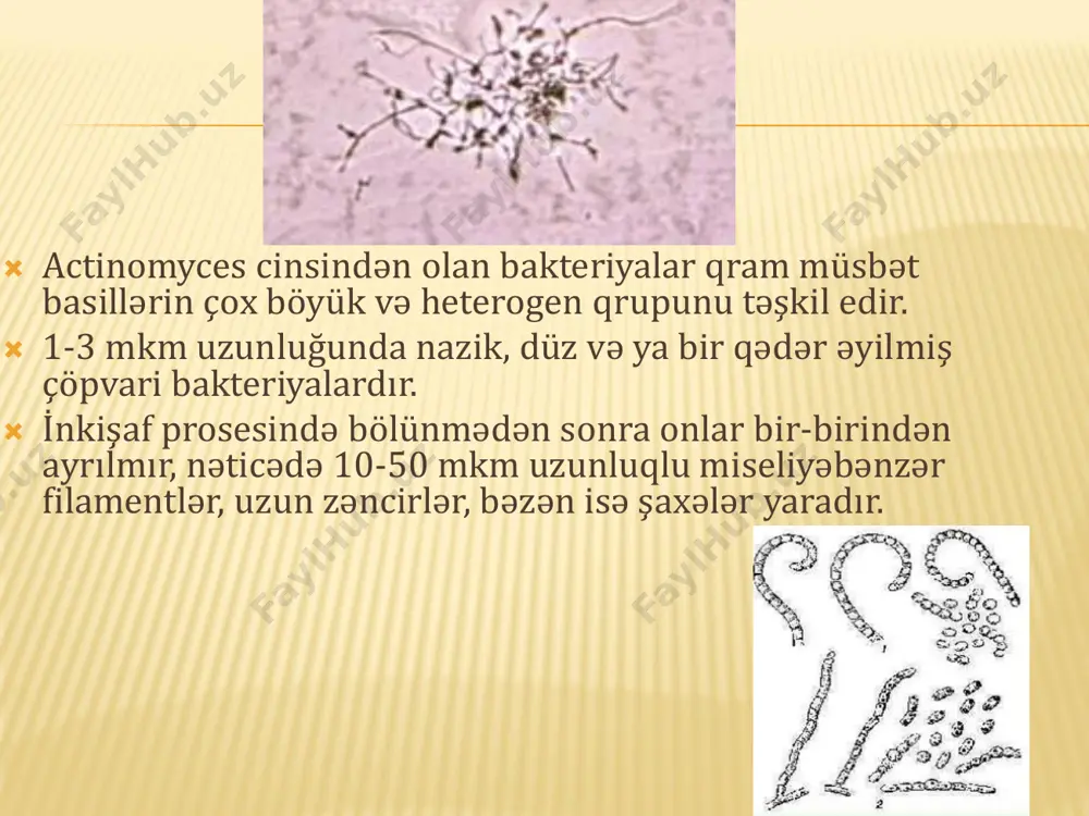 i-şəffaf olmaları ilə fərqlənir.  yağışdan sonra yerin qoxusunu verən canlılar aktinomisetlərdir (xüsusilə streptomisetlər). misellərinin uclarında əmələ gələn və şəkər tozu kimi görünən sporlar ağ, boz və çəhrayı rəngdə ola bilər. yağışdan sonra bu sporların dağılması nəticəsində torpaqlar gözəl qoxu verir. aşkar olunma üsullari  aktinomisetlər üçün bərk qidalı mühit səthindəki kulturadan xüsusi üsulla yaxma hazırlanır.  steril iynə ilə koloniyadan ayrılmış hissəcik əşya şüşəsi üzərində su damlası üstünə qoyulur və üzəri örtük şüşəsi ilə örtülür, azacıq sıxaraq miseli əzilir.  qram və sil-nilsen üsulları ilə boyanır. sonra immersion sistemdə mikroskopiya edilir. a.bovis a. naeslundii  druzu aşkar etmək üçün irində olan düyüncüklərdən götürülür, əşya şüşəsi üzərindəki 1damla suya əlavə edilir və yüngülcə örtük şüşəsi ilə sıxılır.  örtük şüşəsinin altına metilen abısının qələvi məhlulu yeridilir və quru obyektivlə mikroskopiya edilir.  druzun mərkəzində sapvarı hiflərin bir-birinə dolaşaraq şüanı xatırladan formada yanlara yayılması baş verir.  bu zaman aktinomisetlər metilen …
