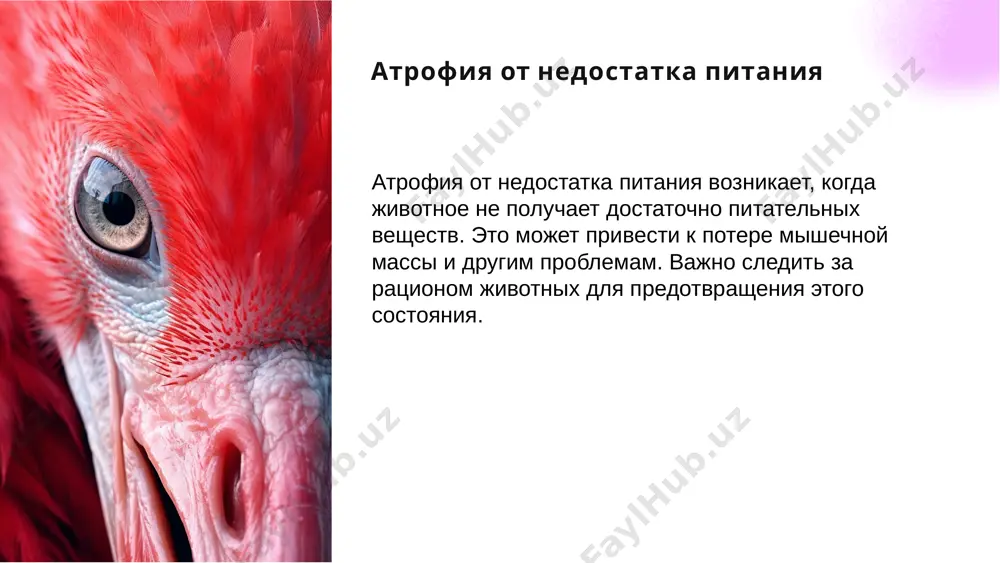 атрофия и ее виды - Page 5