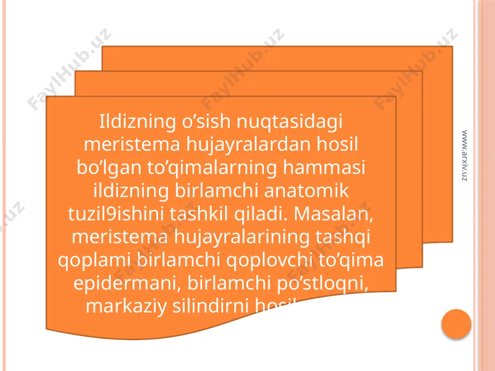 ildiz metomorfozi va uning anatomik tuzilishi - Page 3