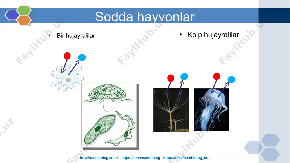 thi ortgan. xulosa http://nambiolog.zn.uz https://t.me/nambiolog https://t.me/nambiolog_bot darslikning 214-217 betidagi 49- § mavzu matnini 69-rasm yordamida o’rganish, tayanch tushunchalar bilan ishlash, olingan bilimlar asosida mavzu so’ngidagi jadvalni to’ldirish uyga vazifa http://nambiolog.zn.uz https://t.me/nambiolog https://t.me/nambiolog_bot http://nambiolog.zn.uz https://t.me/nambiolog https://t.me/nambiolog_bot движение. большую часть времени проводит полузарывшись в грунт, выставив наружу передний конец тела, окруженный венчиком щупалец. потревоженный, переплывает на небольшое расстояние и снова зарывается. печень средняя кишка задняя кишка анальное отверстие ротовые щупальца ротовая полость глотка с жаберными щелями атриопор атриальная (окологлоточная) полость органы пищеварения ланцетника