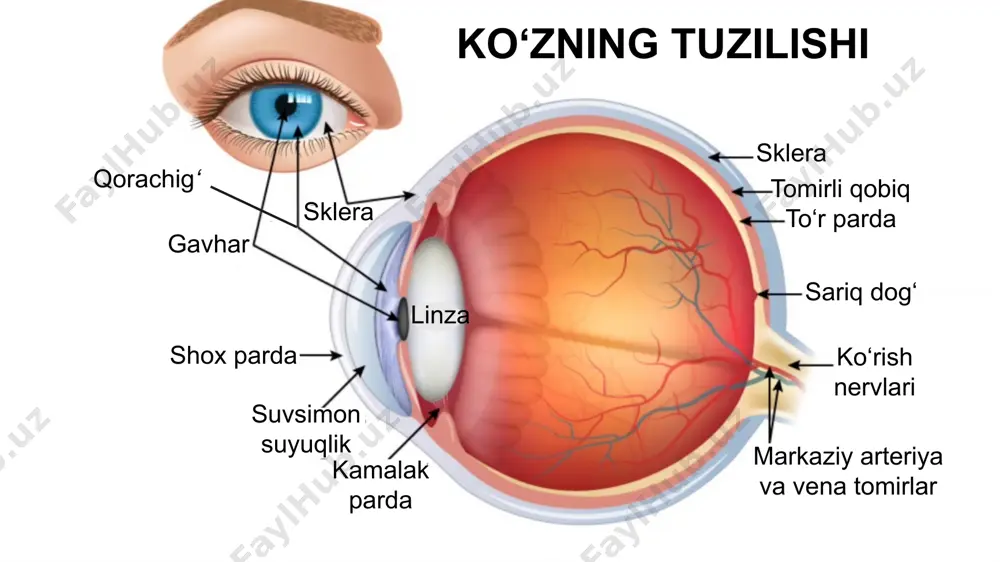 hi kerak? masala yechish namunasi uyga vazifa darslikdagi mavzuni o‘qib o‘rganish (154-156- betlar). darslikdagi 29-mashqning 4-,5- va 6-masalalarini yechish. image1.jpg image2.jpg media1.mp4 image3.png image4.png image5.png image6.png image7.png /docprops/thumbnail.jpeg