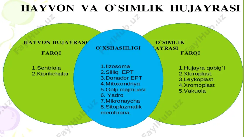 shaklidagi strukturalar joylashadi. yuksak o’simliklarning yetilgan plastidalarining ichki membranasi ikki xil tipda tuzilgan bo’ladi: 1. stromaning yassi, uzun lamellalari; 2. yassi disksimon vakuola yoki xaltachalarning membranalari-tillakoidlardir, ularning har biri plastina deb ham ataladi. tillakoidlar taxlab qo’yilgan tangachalarga o’xshash shaklni hosil qiladi, ular qirra lar deb ataladi. ular stomaning yassi xaltasimon burmachalarida joylashadi. bitta qirrada 50 tagacha tillakoid joylashadi. qirralarning soni yuksak o’simlik xloroplastidlarida 40-60 ta bo’ladi. xloroplastlar tillakoidlarining ichki membranalarini elektron mikroskopik tekshirishlar ularni subbirliklardan tuzilganligini ko’rsatdi. ularning qalinligi 10 nm, yuzasi 18,5-15,5 nm ga teng. bu subbirliklar kvantosoma lar deb ataluvchi fotosintetik birlikka to’g’ri keladi. kvantosomalad xlorofill, karotinoidlar, xinonlar va har xil lipidlarni ushlaydi. har bir kvantosoma 4 ta subbirlikka bo’linadi. tillakoidlarning membranalarida mitoxondriyalarning qo’ziqorinsimon tanachalariga o'xshash sferik zarrachalar joylashadi, ular tarkibida atf sintetaza ushlovchi fermentativ kompleks hisoblanadi. xloroplastlarning matriksida 1-2% karotinoidlar va fermentlar, oz miqdorda rnk va dnk, ribosomalar va yog’ tomchilari bo’ladi. xloroplastning 75% i suv, 25% …