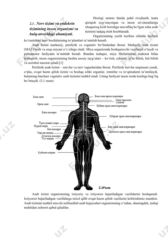 a hamda ayollarda uchraydi. agar testosterone ayol organizmida ko’payib ketsa, u holda bu homilada erkak jinsiy a’zolarining rivojlanishiga olib keladi. shuningdek, o’g’il bolalarda jinsiy yetilish davrida tashqi jinsiy belgilarning rivojlanishi tezlashishi kuzatiladi shartsiz reflekslar – organizmning muhim hayotiy ta’sirlovchi omillar (ozuqa, xavf va shunga o‘xshashlar)ga nisbatan tug‘ma reaksiyasi. shartli reflekslar – bu organizmning shunday reksiyalaridirki, ular tug‘ma bo‘lmasdan, hayotiy sharoitlarda orttiriladi. retseptorlar – hissiy yoki sensor hujayralar bo‘lib, ular, ya’ni, bu ta’sirlanish, ichki yoki tashqi ta’sirlanish bo‘lishidan qat’iy nazar, u haqidagi axborotni qabul qilgandan so‘ng, o‘zgartirib, asab tizimiga etkazib beruvchi maxsus tuzilmalardir. hozirgi zamon fanida jadal rivojlanib, katta qiziqish uyg‘otayotgan va inson sir-sinoatlariga chuqurroq kirib borishga muvaffaq bo‘lgan soha asab tizimini tadqiq etish hisoblanadi. 2.1 . nerv tizimi va endokrin tizimining inson organizmi va hulq-atvoridagi ahamiyati. organizmning yaxlit tuzilma sifatida faoliyat ko‘rsatishini nerv hosilalarining to‘plamlari ta’minlab beradi. asab tizimi markaziy, periferik va vegetativ bo‘limlardan iborat. markaziy asab tizimi (mat) bosh …