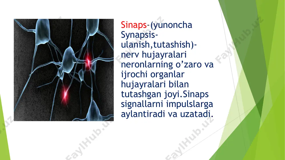 turuvchi asosoy farq-elektr sinaps yirigining juda torligi 2-4 nm.ana shu tor joydan peresinaptik membrane bilan bog’lab turuvchi oqsil ko’prikchalar konnik sonlar o’tgan ular o’rtasida ionlar va mayda malekulyar moddalarni o’tkazishi mumkin bolgan eni 1-2 nm ni hosil qilgan.elektrsinapslar juda tez va bexato ishlaydi. elektrosinapslar uzoq vaqtgacha charchamaydi.elektrosinapslarning kamchiliklari ham bor. masalan ular mnt faoliyati uchun muhim bo’lgan bir taraflama o’tkazishni yetarli darajada taminlay olmaydi.elektrosinapslar orasida tormizlovchilari deyarli yuq,elektr sinapslardan o’tkazish ichki muhit omillari (garmon harorat) yordamida boshqarilmaydi.elektrosinapslar yurakning muskul tolalari urtasida ichki azolarining silliq muskullarida jigar va bezlarida ko’p uchraydi.ular orqali faqat elektr impuls emas balki oz miqdorda malum moddalar bir hujayradan ikkinchi hujayraaga o’tishi mumkin.shu tarzda moddalar almashinuvi hujayralar faoliyatiga tasir qiladi. aralashsinapslar ba’zi bir neyronlar aro sinapslarda o’tkazish ham elektr ham mediatr yordamida sodir bo’lishi mumkin.buning sababi shundaki aralash sinapslarning bir qismi elektrsinaps strukturasiga ega 2-qismi esa kimyoviy sinaps shaklida tuzilgan.aralash sinapslar aksari funksiyasi turlicha bo’lgan neronlarni bog’lab …