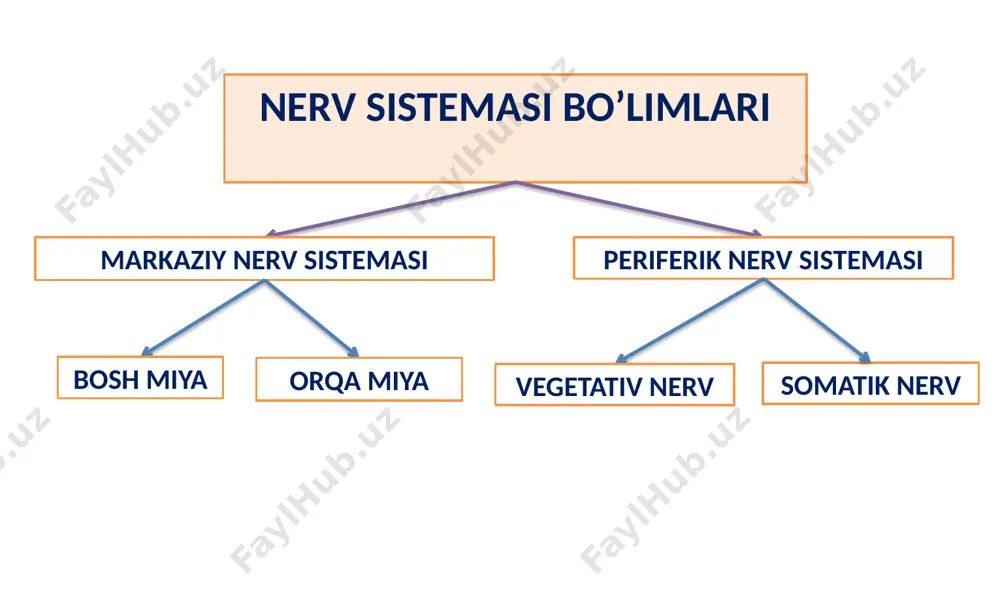 nerv tizimining fiziologiyasi va yoshga oid xususiyatlari - Page 4