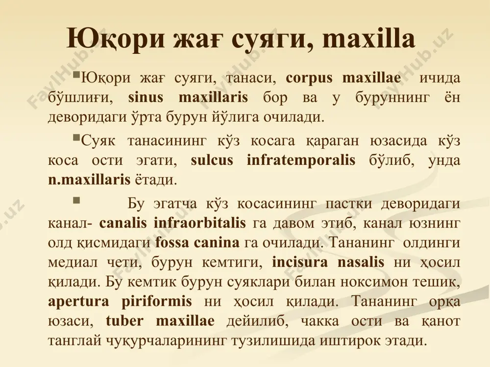 kalla suyagini yuz kismlari suyaklari - Page 5