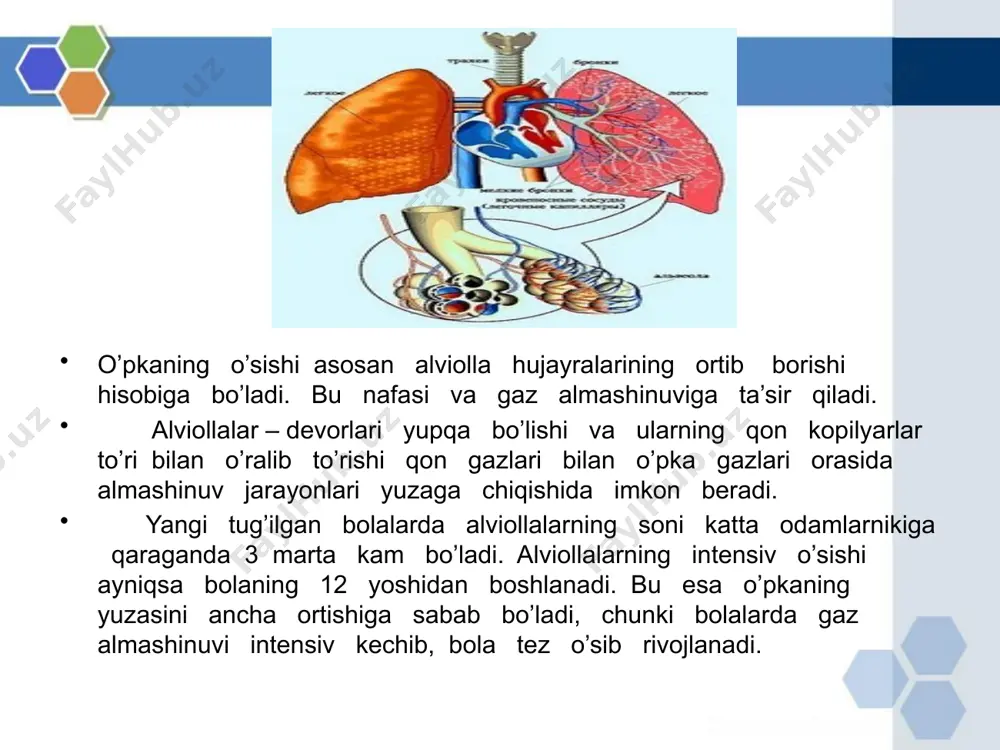 o'pkada gazlar almashinuvi - Page 4