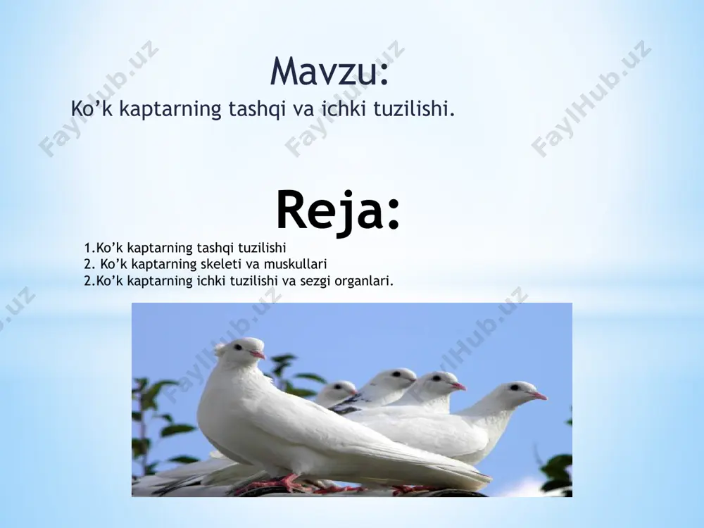 hi va sezgi organlari. qushlar ozig’ini tumshig’i bilan cho’qilaydi.tumshug’ining tuzilishi oziq xiliga va oziqlanish usuliga bog’liq. qushlarning oshqozoni ikki bo’lim:oldingi bezli,keyingi muskulli bo’limlardan iborat.oziq ichagida tez hazm bo’ladi. qushlar o’pkasi juda murakkab bo’lib,nafas olishda havo pufaklari ham qatnashadi.pufaklar ichki organlar orasida joylashib o’pka bilan bog’langan. kaptar bir minutda tinch turganda 26 marta,uchganda esa 400 marta nafas oladi. qushlarning ko’zi odamnikidan 100 marta o’tkirroq ko’radi.ular rangni yaxshi ajrata oladi,yaxshi eshitadi,lekin hidni yaxshi ajrata olmaydi. kaptarning hazm qilish,ayirish va nafas olish sistemasi.1.og’iz bo’shlig’i, 2.jig’ildon, 3.qizilo’ngach, 4.oshqozon, 5.oshqozon osti bezi, 6.kloaka, 7.buyrak, 8.kekirdak, 9.o’pka, 10.havo xaltasi,11.jigar. uyga vazifa: 1.kaptarning qon aylanish sistemasi organlari va suyaklarining nomlarini toping. 2.qush skeletiga kiruvchi suyaklar nomini bosh katakchalarga yozing. e’tiboringiz uchun raxmat!!! image1.png image2.png image3.jpeg image4.jpg image5.png image6.png image7.jpeg image8.png image9.png image10.jpeg image11.jpeg image12.png image13.jpeg image14.png image15.png image16.jpeg /docprops/thumbnail.jpeg