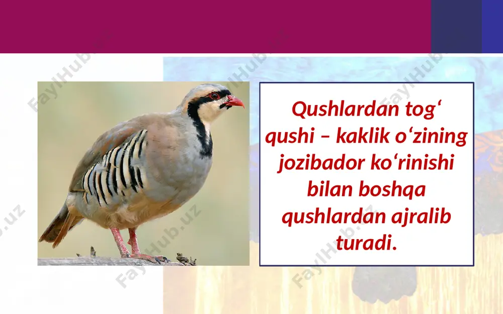 «qushlar» mavzusida rasm ishlash. 4- sinf - Page 4