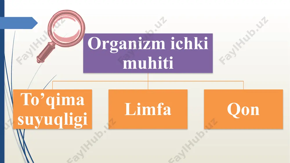 qon va uning vazifasi - Page 5