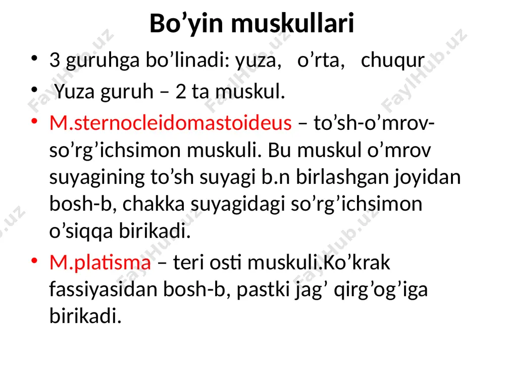 a birikadi. medial guruh muskullar m.longus colli – bo’yinning uzun muskuli.barcha bo’yin va yuqoridagi 3 ta ko’krak umurtqalarning ko’ndalang o’siqlardan bosh-b, bo’yin umurtqalari tanalariga birikadi. m.longus capitis – 3-6 bo’yin umurtqalarning ko’ndalang o’siqlaridan bosh-b, ensa suyagining asosiga birikadi. bo’yin uchburchaklari 1 5 5 4 4 2 2 3 3 1) trigonum omotrochlearis – bu yerda traxeya va qalqonsimon bez joylashgan. 2) trigonum caroticum – umumiy uyqu arteriyasining 2 ga bo’lingan joyi. 3) trigonum submandibularis – jag’ osti bezi joylashgan. 4) trigonum omotrapesium – muskullar va qon tomirlar joylashgan. 5) trigonum omoclavicularis – narvonsimon muskullar va o’mrov osti arteriyasi joylashgan. bosh muskullari 2ga bo’linadi: chaynov va mimika muskullari. chaynov muskullari m.masseter – chaynov muskuli.yuqori jag’ning yonoq o’sig’i va yonoq ravog’idan bosh-b, pastki jag’ning tashqi burchagidagi tuberositas massetericaga birikadi. m.temporalis – chakka muskuli.chakkadagi linea temporalis inferiordan bosh-b, pastki jag’ning processus coronoideusga birikadi. m.pterygoideus medialis – medial qanotsimon muskul. medial qanotsimon o’siqdan bosh-b, …
