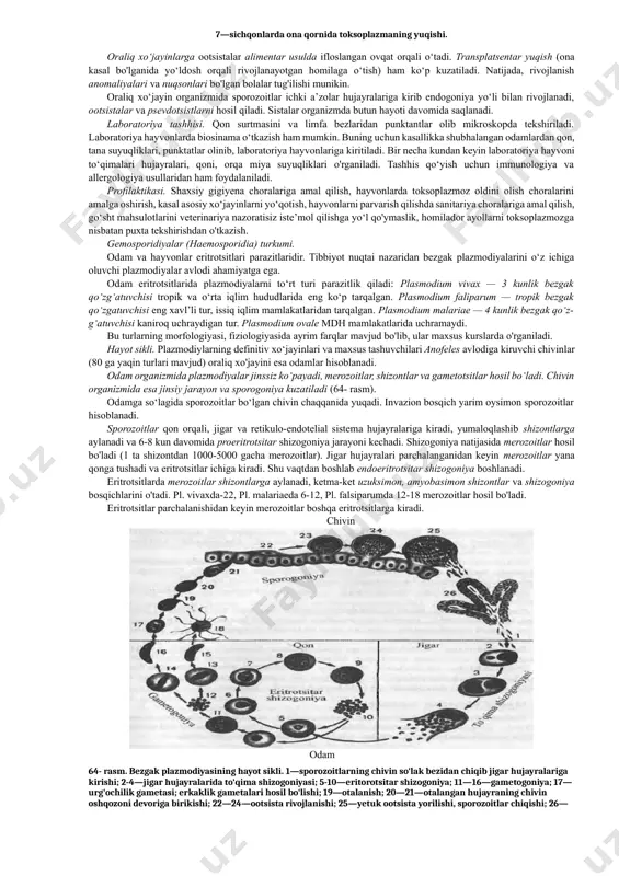 damdir. definitiv xo‘jayinlar deb parazitning jinsiy ko‘payishi kuzatiladigan organizmlarga, oraliq xo‘jayin deb esa parazit jinssiz ko'payadigan organ izmlarga aytiladi. toksoplazmoz — odamlar va hayvon larning tabiiy-manbali kasalligidir (antropozoonoz). definitiv xo‘jayin uchun ham, oraliq xo‘jayin uchun ham invazion bosqichi ootsistalar hisoblanadi (63- rasm). definitiv xo'jayinga parazit asosan oraliq xo'jayinning go'shti orqali yuqadi. ootsistadan sporozoitlar chiqadi va ichak epiteliyasi hujayralariga kirib, shizontlarga aylanib shizogoniya usulida ko‘payadi. bu jarayon birnecha marta takrorlanganidan keyin gametogenez boshlanib, mikrogametalar va makrogametalar hosil bo‘ladi. otalanish natijasida zigota hosil bo'lib, u ootsistaga aylanadi. ootsistalar ichida sporogoniya kechadi, ikkita spora hosil bo‘ladi, ularning har birida to'rttadan sporozoitlar yetiladi. shunday qilib, definitiv xo‘jayin organizmida ketma-ket ravishda, shizogoniya, gametogoniya, jinsiy jarayon va sporogoniya kuzatiladi. asosiy xo‘jayinlar ootsistalarni axlati, siydigi, burun shillig‘i, tupigi orqali ajratadi. 63- rasm. toksoplazmaning hayot sikli. 1—mushuk asosiy xo‘jayin (unda shizogoniya va jinsiy ko‘payish kuzatiladi); 2—4—ootsistaning rivojlanish bosqichlari (har birida ikkitadan spora, har bir sporada to‘rttadan sporozoit); 5—6—sichqon …