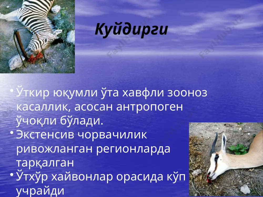 авсумийлиги яққол кўринади; худудий боғлиқлик яққол кўринади юқиш йўллари тери (ярали) формаси бевосита контакт ва қонхўр хашоратларни чақиши шунингдек мулоқот ва алиментар орофарингеал ва ичак (абдоминал)формаси ингаляцион(аэроген) ўпка/медиастинал формаси инфекция манбаи бўлиб касалланган ўтхўр хайвонлар, резервуар бўлиб тупроқ хизмат қилади куйдиргини абдоминал шакли куйдиргининг ичак (ёки абдоминал) шаклида ичакларни жарохатланиши куйдирги касаллигини шакллари тери (ярали) пневмоник (ўпка,медиастенал) ичак (абдоминал) орофарингеал (оғиз-халқум , ангиноз) доғ-пуфакча-пуфак ўртача 1 – 3 кунлар 11-14 кунли инкубацион даврдан сўнг пуфакча, сўнг везикула, кейинчалик геморрагик пуфакчаларга айланувчи доғлар пайдо бўлади яралар йиринглаши мумкин (иккиламчи инфекция оқибатида) папула -пуфакча -ярача иккита тери аффекти 1 босқичда-папула-пуфакча; 2 босқичда-пуфакча-ярача маҳаллий бўйин лимфаденити пуфак - яра бирламчи тери аффекти–пуфакни ярага айланиши яралар - 4 – 8 кунлар маркази некрозли папула-пустула-яра атрофи оғриксиз, желесимон шиш қора қўтир атрофида иккиламчи везикулалар шаклланиши мумкин куйдиргини тери шакли яра босқичидаги бирламчи тери аффекти, мисол: шаклланаётган қора қўтир қора қўтир - 9-14 кунлар яра тубида …