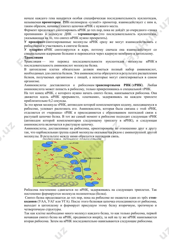 я до 60 тыс. пептидных связей. транскрипция транскрипция— это процесс снятия информации с молекулы днк синтезируемой на ней молекулой ирнк (мрнк). носителем генетической информации является днк, расположенная в клеточном ядре. в ходе транскрипции участок двуцепочечной днк «разматывается», а затем на одной из цепочек синтезируется молекула ирнк. информационная (матричная) рнк состоит из одной цепи и синтезируется на днк в соответствии с правилом комплементарности. формируется цепочка ирнк, представляющая собой точную копию второй (нематричной) цепочки днк (только вместо тимина включён урацил). так информация о последовательности аминокислот в белке переводится с «языка днк» на «язык рнк». как и в любой другой биохимической реакции, в этом синтезе участвует фермент — рнк-полимераза. так как в одной молекуле днк может находиться множество генов, очень важно, чтобы рнк-полимераза начала синтез ирнк со строго определённого места днк. поэтому в начале каждого гена находится особая специфическая последовательность нуклеотидов, называемая промотором. рнк-полимераза «узнаёт» промотор, взаимодействует с ним и, таким образом, начинает …
