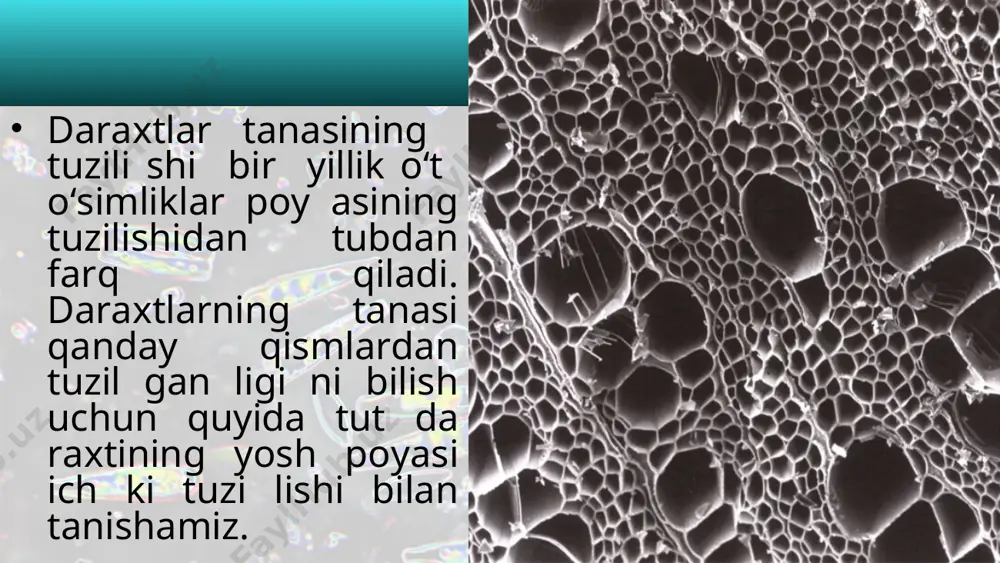 poyaning ichki tuzilishi. 5 - sinf - Page 3