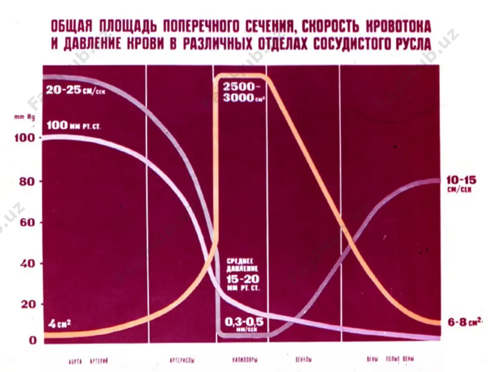 регуляция давление no почечный контроль гуморальные регуляторы объема крови дилатация констрикция система ренин-ангиотензин прессорный натриурез простагландины ангиотензин-2 альдостерон кинины катехоламины вазопрессин атриопептид вазопрессин атриопептид типы саморегуляции кровообращения п о ч к а ренин ангиотензиноген ангиотензин-1 превращающий ангиотензин-ii фермент кора надпочечников спазм сосудов альдостерон активация задержка симпатической натрия и воды нервной сис-мы прирост прирост прирост оцк мок опсс повышение ад _938334934.unknown + прессорные натриурез и диурез артериальное давление выделение н2о, nacl + внеклеточный объем - + поступление н2о, nacl _940665223.unknown _971715806.unknown _971716164.unknown _940665221.unknown опсс опсс + + объем внеклеточной жидкости вымывание ауторегуляция метаболитов + оцк + + центральное механизм + + венозное франка- мок артериальное давление старлинга давление + прессорный диурез артериальное выделение давление н2о nacl + внеклеточный объем - + поступление н2о nacl _940541791.unknown _940542632.unknown боль эмоции умственное хеморецепторы боль эмоции умственное хеморецепторы напряжение “установочная точка” - продолговатый мозг симпатическая + - парасимпатическая активность активность прессорецепторы + сердце + + …