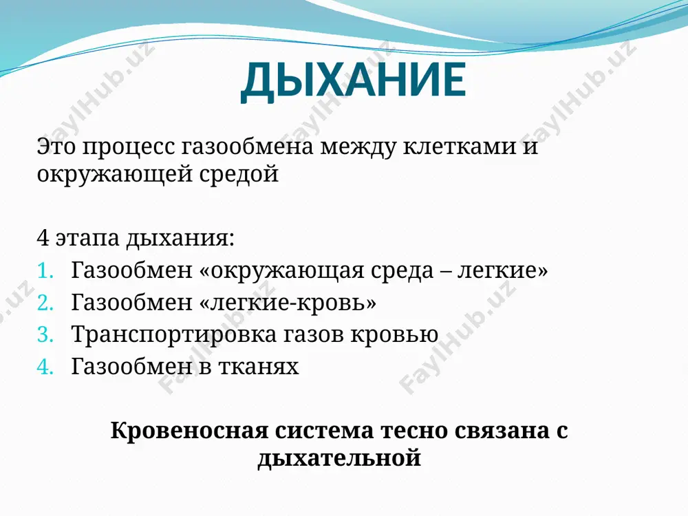 боковых её стенках расположены голосовые связки. трахея и бронхи трахея. состоит из 16-20 полуколец, состоящих из гиалиновых хрящей, сзади соединенных фиброзно-мышечной пластинкой. бронхи. на уровне iv-v грудных позвонков трахея делится на 2 главных бронха, которые входят в лёгкие и ветвятся, образуя бронхиальное дерево, включающее долевые, сегментарные, дольковые, концевые и дыхательные (респираторные) бронхиолы. стенка главных бронхов состоит из хрящевых полуколец, долевые и сегментарные бронхи состоят из хрящевых колец. в дольковых бронхиолах хрящи постепенно исчезают, а в концевых и дыхательных бронхиолах хрящей нет. легкие снаружи легкие покрыты оболочкой — плеврой, имеющей два листка: легочный (висцеральный) пристеночный (париетальный). между ними находится замкнутая полость — плевральная полость с небольшим количеством серозной (плевральной) жидкости, которая облегчает скольжение одного листка по другому при дыхательных движениях. в полости плевры воздух отсутствует. давление в ней всегда отрицательное — ниже атмосферного. функциональная единица легких в каждую дольку легкого входит дольковая бронхиола, которая делится на 3-7 концевых бронхиол. функциональная единица …