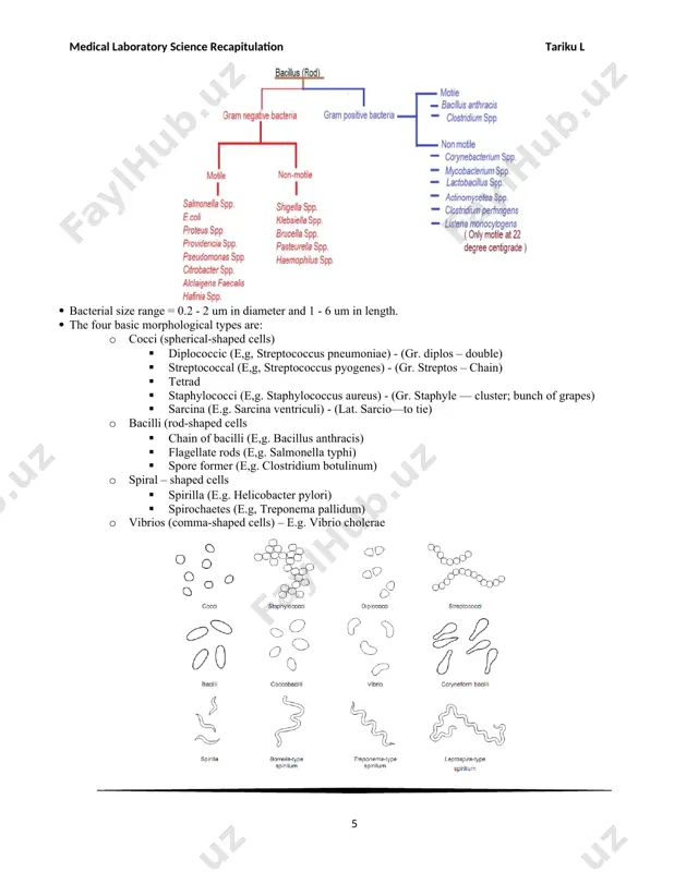 ryngitis i.e. acute sore throat (tonsillitis) · rash of scarlet fever caused by erythrogenic toxin · it can also cause immunoloogice disease (post streptococcal disease) · acute rheumatoid fever is a reaction b/n bacterial antigen and human heart and joint tissue antigen · acute glomerular nephritis is an immune complex bound to glomerulus (kidney damage) cause proteinuria lab diagnosis specimen: - throat swab, pus blood microscopy: - gram stain result: - gram positive cocci in chain culture: - colonies morphology – beta hemolytic on blood agar : - biochemical test – catalase negative s. agalactiae (group b streptococci) characteristics · gram positive cocci in chain · beta hemolytic · catalase negative transmission · habitat in human vagina · can occur during birth · common in immune compromise adult · has an unknown virulence factor pathogenesis · neonatal meningitis and sepsis · post partum fever lab diagnosis specimen: -vaginal swab, csf …