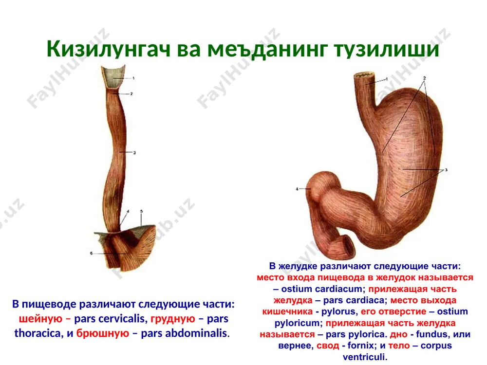 овкатхазмкилиштизими - Page 4