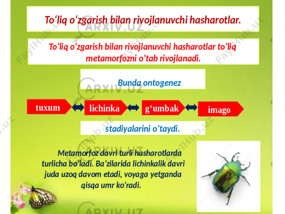 hasharotlar (insecta) - Page 5